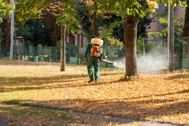Best Flea Control Services  in Lucas, TX