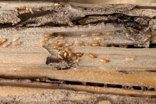 Lucas, TX Pest Control Company